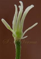Pistils and Stamen